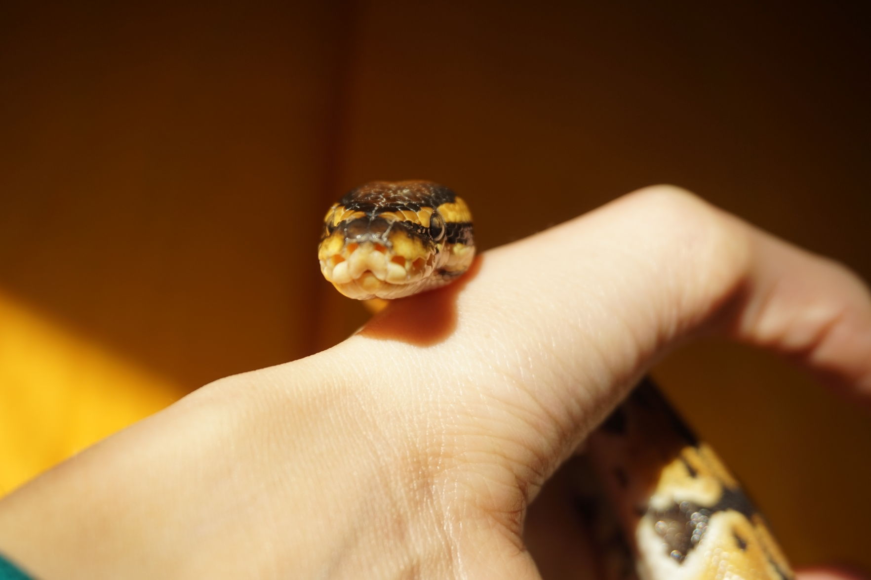 The Times Cutest Pets of Winter 2018